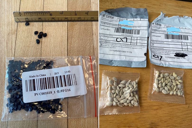0_FILE-PHOTO-Unsolicited-seeds-that-arrived-in-the-mail-reported-by-a-US-citizen-to-the-US-Depar