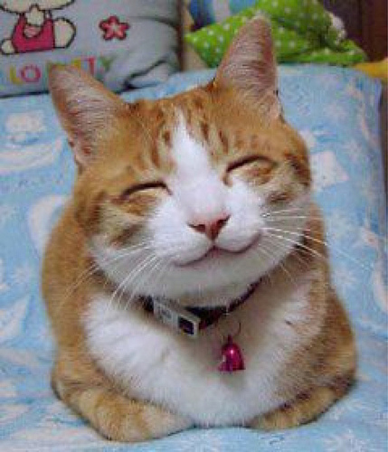 So_happy_smiling_cat