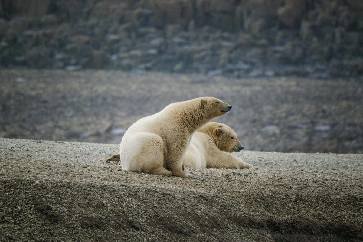 Image courtesy of
https://images.pexels.com/photos/18783145/pexels-photo-18783145/free-photo-of-couple-of-polar-bears.jpeg