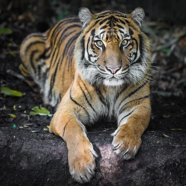 Image courtesy of: https://animalia.bio/da/sumatran-tiger