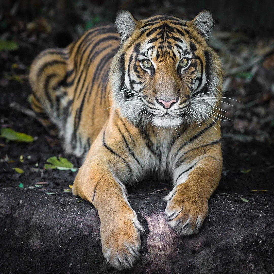 Image courtesy of: https://animalia.bio/da/sumatran-tiger